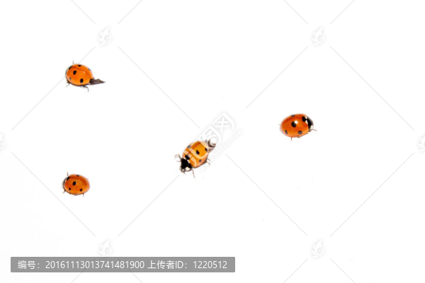 瓢蟲