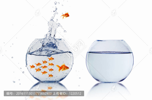 金色的魚在一起