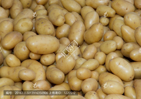土豆生蔬菜食品