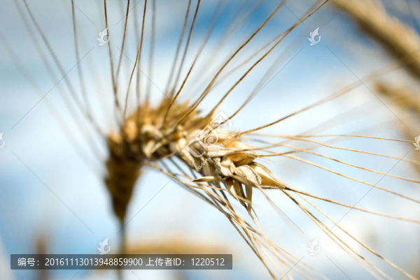 小麥-匯圖網(wǎng) www.fosd68.com 小麥