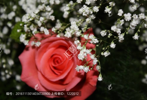軟焦點(diǎn)：玫瑰W,/鋒利的前景