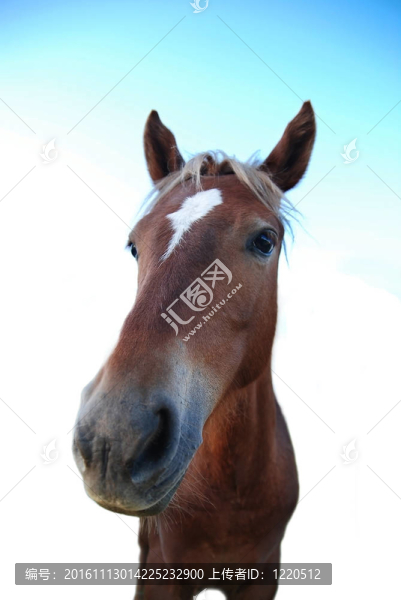 棕色馬頭