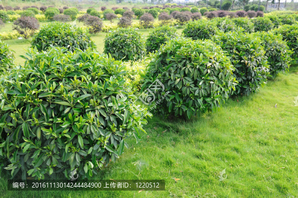 綠茶樹(shù)