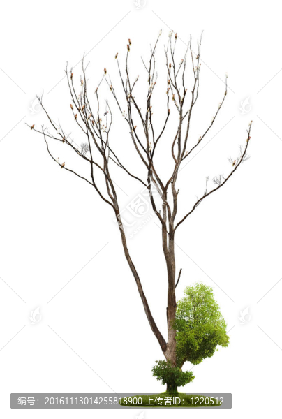 白色背景樹