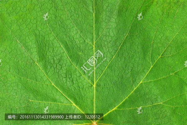 葉的紋理