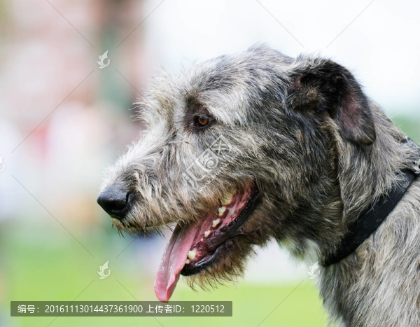 獵狼犬的狗的肖像