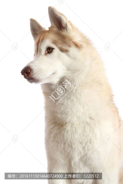 Husky,Dog的肖像