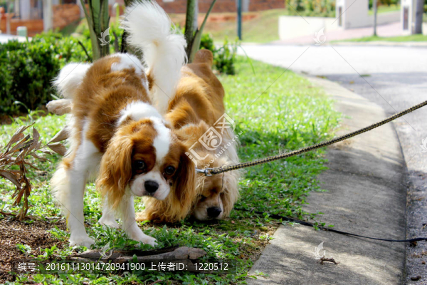 狗撒尿