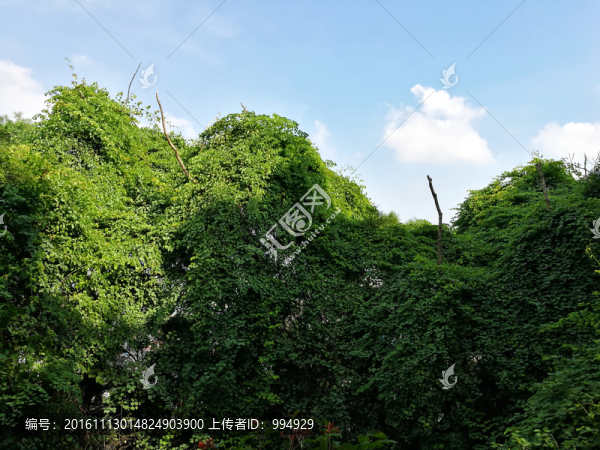 綠色植被