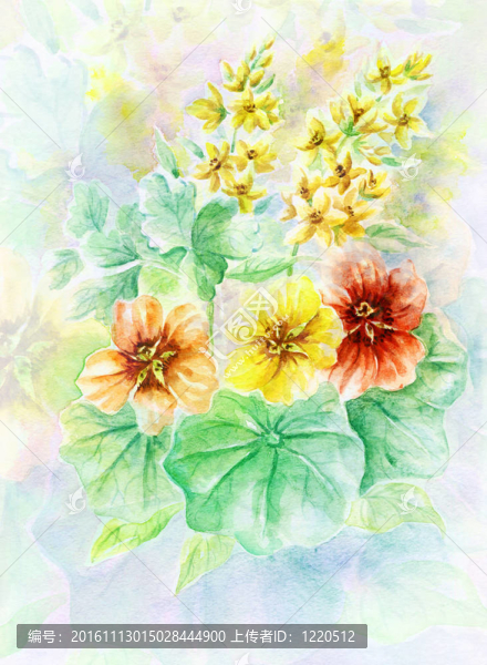 花旱金蓮