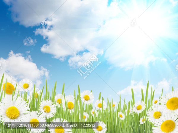 雛菊