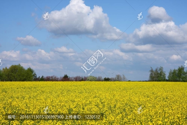 油菜田