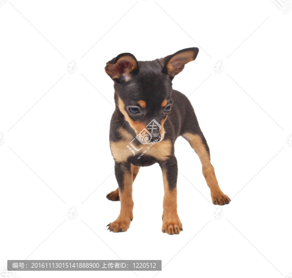 俄羅斯玩具獵犬在白色背景