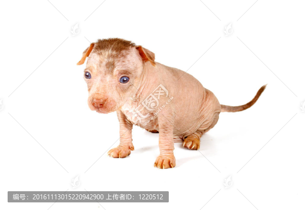 中國冠毛犬幼犬