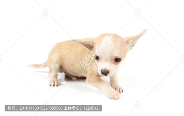 搞笑小狗奇瓦瓦的姿勢