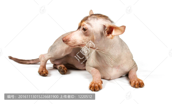 中國冠毛犬幼犬
