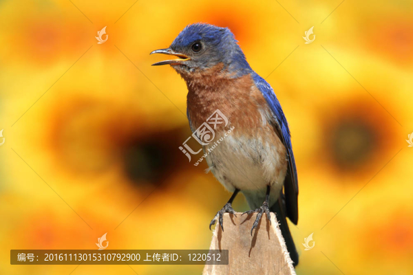 東方藍(lán)知更鳥和向日葵
