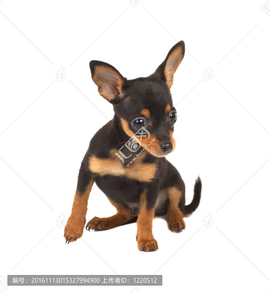 俄羅斯玩具獵犬在白色背景