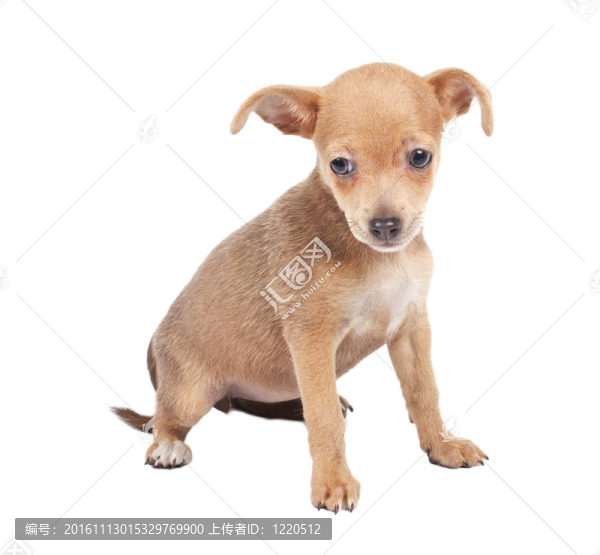 俄羅斯玩具獵犬在白色背景