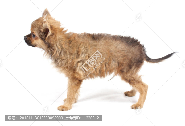 一個(gè)可愛(ài)的純種狗奇瓦瓦在白色背景前的肖像