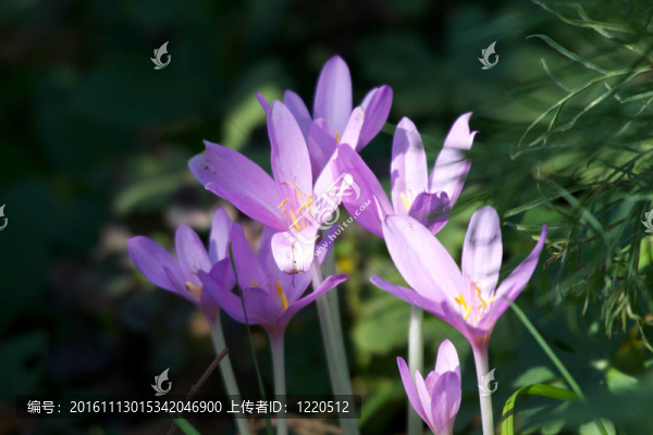 美麗的春天的花朵