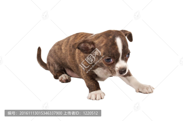 一個(gè)可愛的純種狗奇瓦瓦在白色背景前的肖像