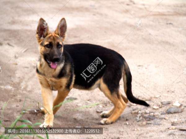 自然背景下的德國(guó)牧羊犬