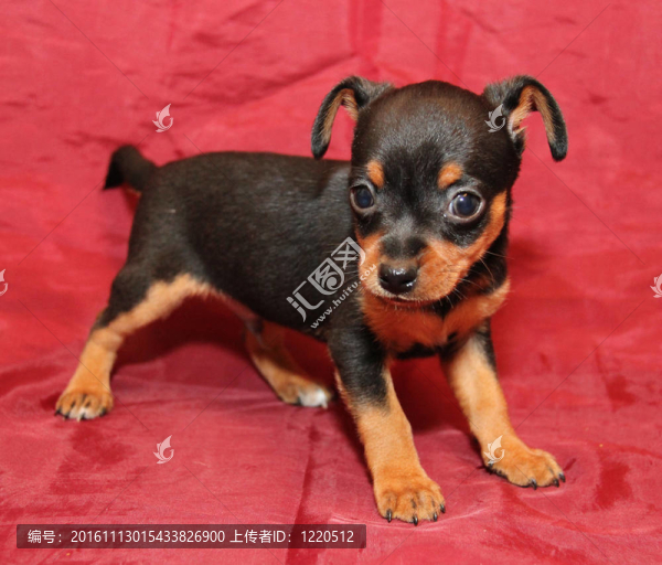 俄羅斯玩具犬