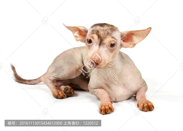 中國冠毛犬幼犬