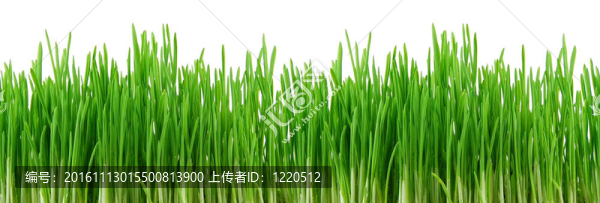 無縫綠色的草