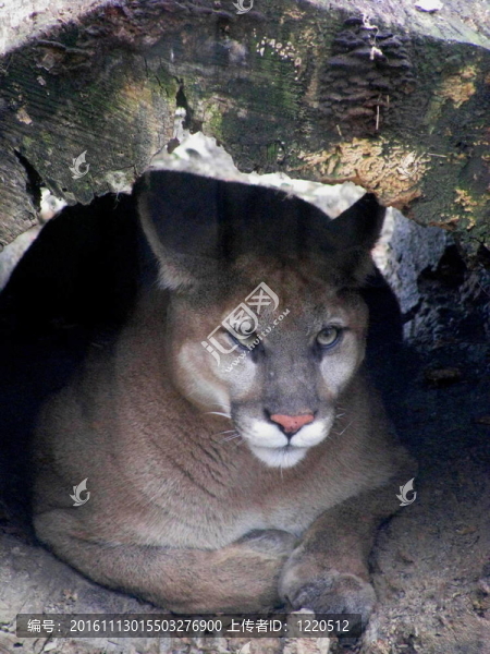 美洲獅