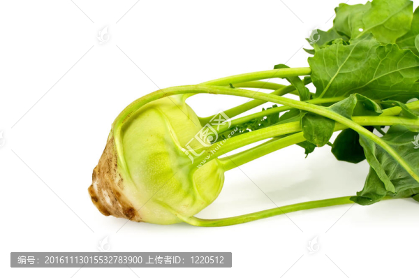 大頭菜