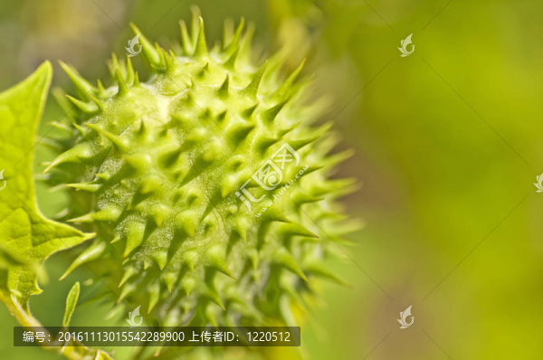 thornapple