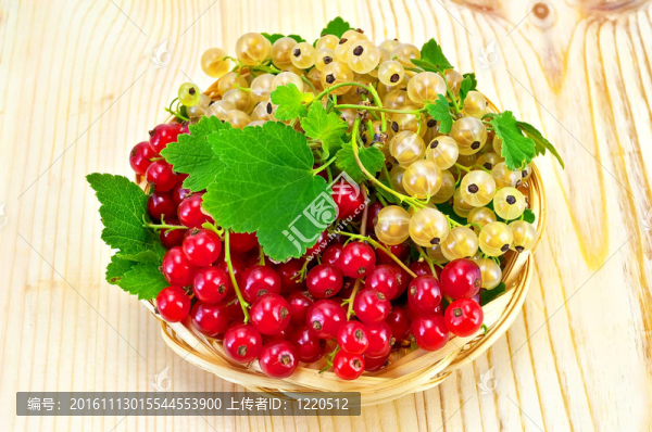 在一片白色和紅醋栗