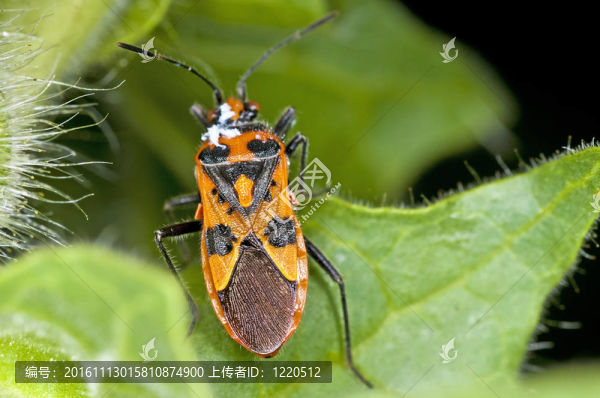 竊聽Coryzus,hyoscyami,L.
