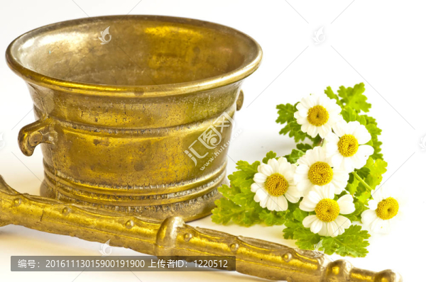 砂漿和小白菊