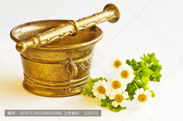砂漿和小白菊