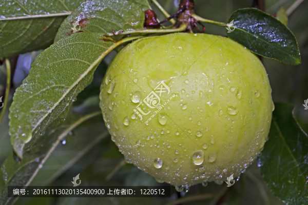 金冠蘋果