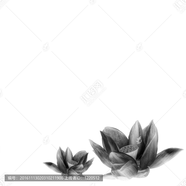 詳細(xì)的神圣蓮花在黑色和白色隔離白色背景與復(fù)制空間