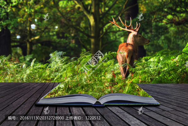 創(chuàng)意概念的紅鹿在森林出來的網(wǎng)頁在魔法書