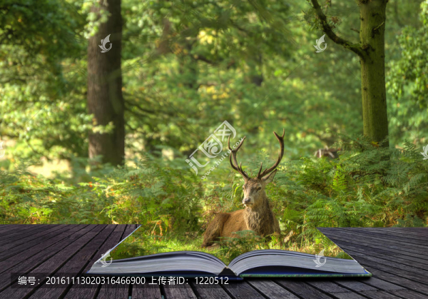 創(chuàng)意概念的紅鹿在森林出來的網(wǎng)頁在魔法書
