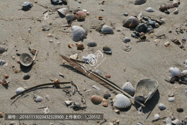 海灘上的貝殼