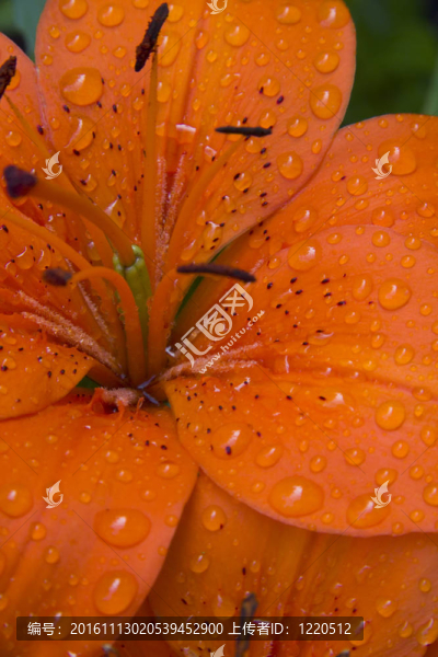 Tiger,Lily（Titus,Munson,Coan）在雨中
