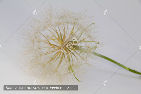 在白色背景下西方婆羅門參