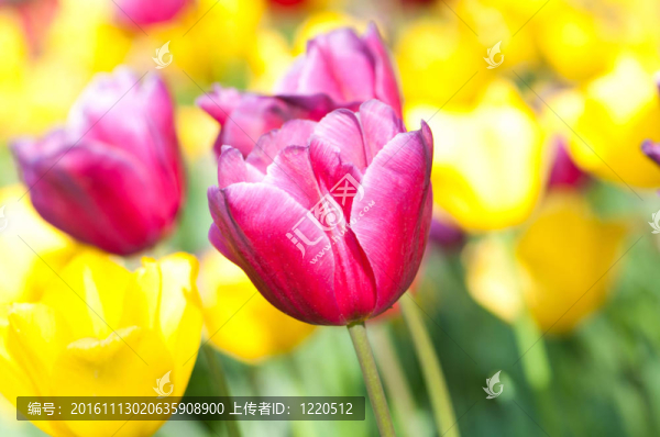 公園里有許多郁金香