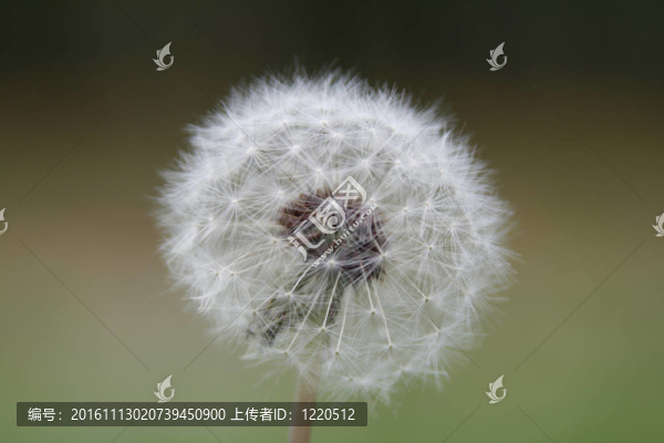 白色蒲公英的詳細(xì)視圖