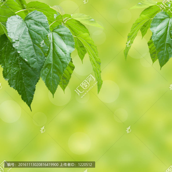 鮮綠色的背景