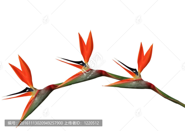 天堂鳥花拱
