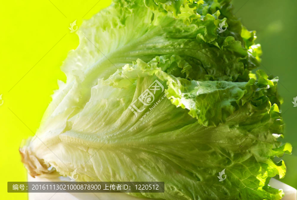 綠生菜的質(zhì)地