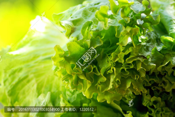 綠生菜的質(zhì)地